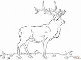 Free Printable Elk Coloring Pages Coloring sketch template