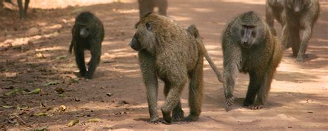 Baboons May Be Better at Democracy than Humans | Discovery Blog | Discovery