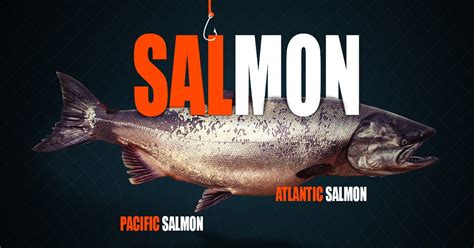 Salmon Fish: Wild And Farmed Salmon, Salmon Farming Process