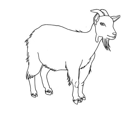 Mountain Goat Drawing at GetDrawings | Free download