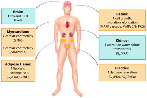 Cells | Free Full-Text | Everything You Always Wanted to Know about β3-AR * (* But Were Afraid ...