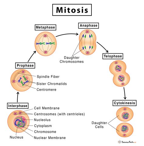 Awasome Where Does Mitosis Take Place In Animals 2022