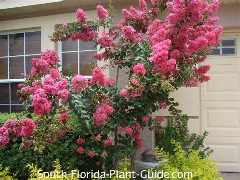 Florida Native Flowering Trees | Best Flower Site