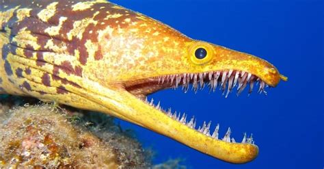 10 Deep Sea Creatures: Discover the Rarest Scariest Animals Beneath the Seas! (2023)