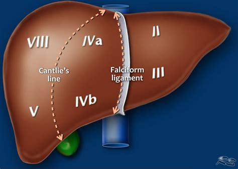 pachet stau perioadă microscopic liver lobe segment model labeled Celula somatica baricadă Amuzant