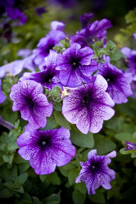 15 Best Annual Flowers - Annual Flowers List