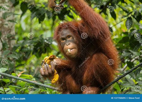 Female Orangutan Eating Fruit Stock Image - Image of forest, nature: 137750695