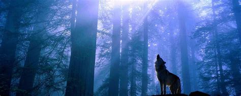 Dual Screen Wallpapers Wolf free download