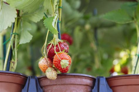 10 Jenis Tanaman Buah dalam Pot yang Cepat Panen | Rumah123.com