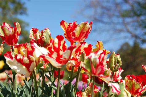 Parrot Tulips Garden Guide [Care Tips, Shopping Links and Pictures]