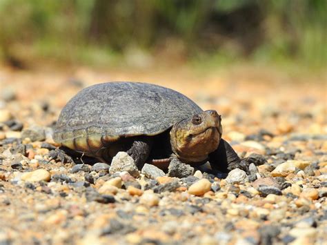 Southeastern Mud Turtle – PA HERP IDENTIFICATION