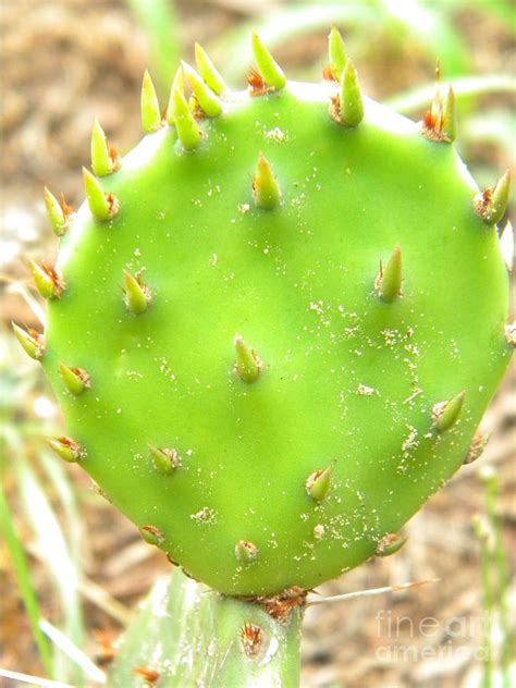 Cactus Paddle Photograph by Nathanael Smith