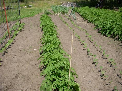 Foliar Feed To Fertilize Your Vegetable Garden | Grow Great Vegetables