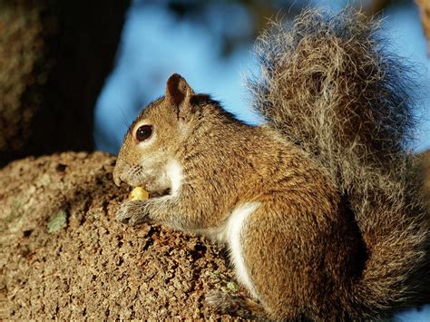 Squirrel Eating Acorn on Tree Photograph by Jill Nightingale | Fine Art ...