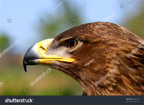 Angry Eagle Stock Photo 2248150 : Shutterstock