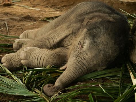 Photo of Baby Elephant Sleeping on the Ground · Free Stock Photo