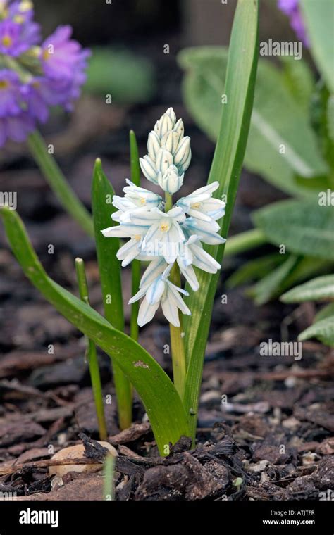 Striped Squill Stock Photo - Alamy