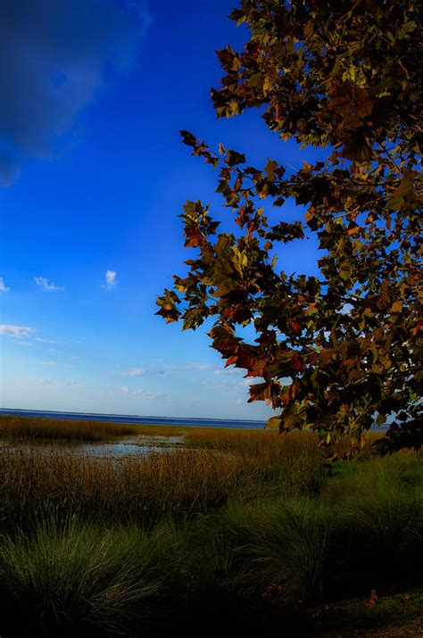 Central Florida Fall Foliage Photograph by Dick Hudson - Pixels