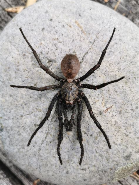 Spider Exterminator vs. DIY Pest Control: Which Is Best? - Digital Trends Report