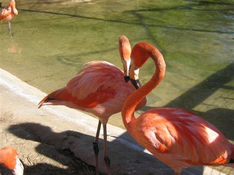 Fort Worth Zoo (TX): Top Tips Before You Go - TripAdvisor