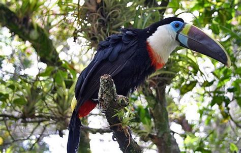 Beautiful Creatures - 10 Rare Toucan Species