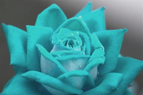 teal rose | Colorful Rose | Rebecca Barray | Flickr