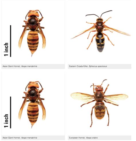 Murder Hornet Size Chart