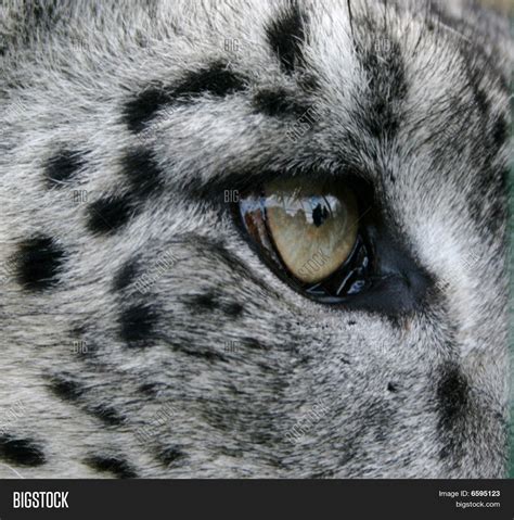 Close Shot Eye Snow Leopard Image & Photo | Bigstock