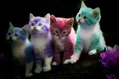 Welcome To My MADNESS: Rainbow Kittens!!!!!!!!!!