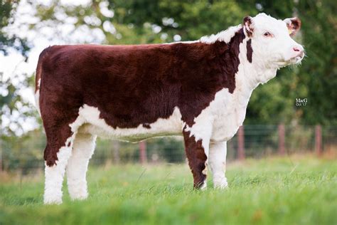 Pedigree Hereford Heifer for sale | The Farming Forum