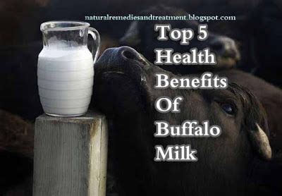 Discover the Amazing Benefits of Buffalo Milk