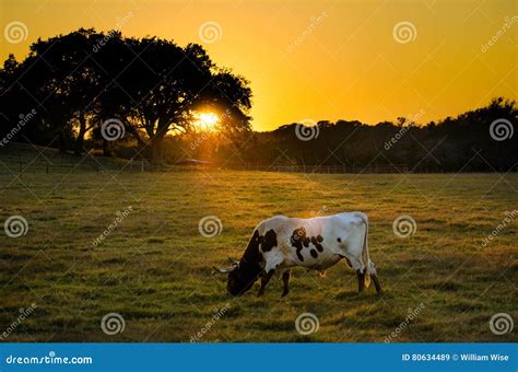 Texas Longhorn Cow At Sunset, Texas Hill Country Royalty-Free Stock ...