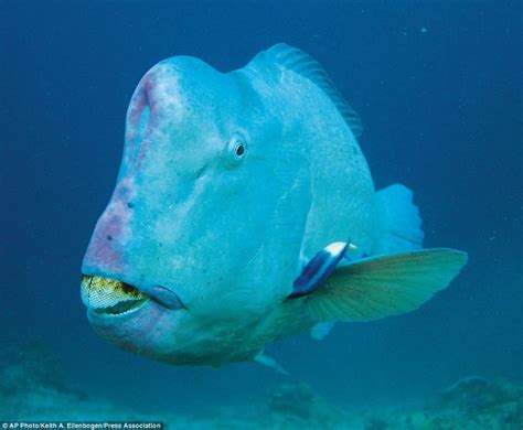 The Stunning Beauty of the Baby Bumphead Parrotfish