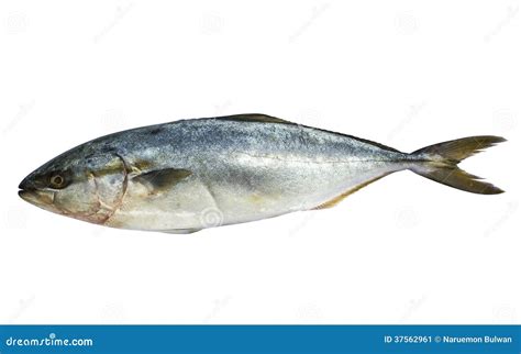 Blue Mackerel Fish Isolated Stock Image - Image of mackerel, fishing: 37562961