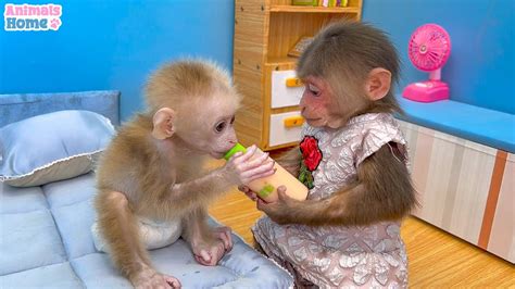 BiBi helps dad take care of baby monkey OBi - YouTube