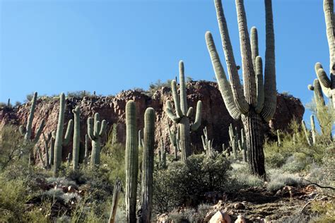 Types of Arizona Cactus - Top Places to See in Arizona