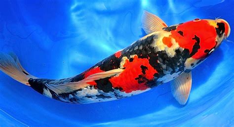 ganhedinheirocomeva: Terheboh!! Inilah Ikan Koi Jepang Terbaru