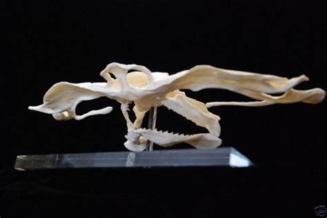 SMOOTH HAMMERHEAD SHARK SKULL JAW REPLICA | Hammerhead shark, Animal skulls, Skull