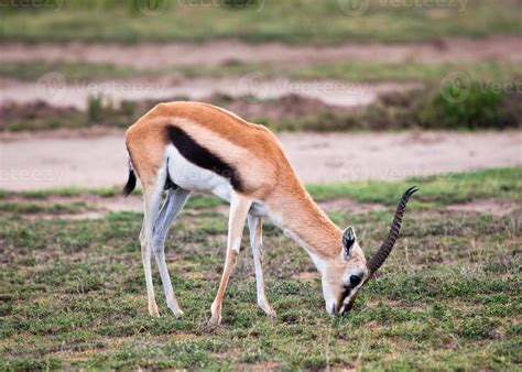 Thomson's gazelle on savanna in Africa 7828251 Stock Photo at Vecteezy