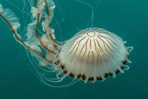 Compass jellyfish most common in UK for 2022 - DIVE Magazine