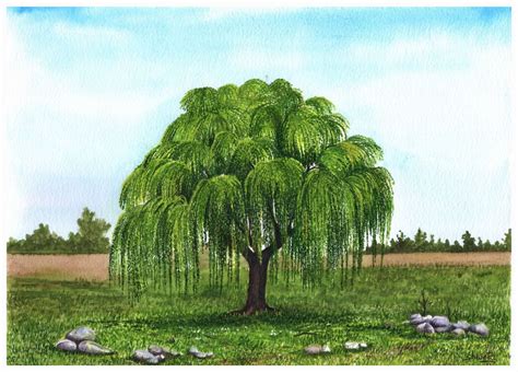 Weeping Willow Tree Watercolor Painting | Artfinder