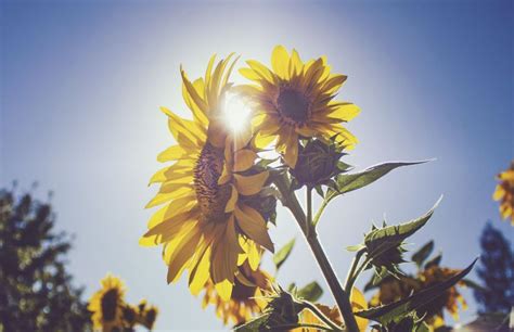 Stand Bright, Sunflower - Light to Bloom - Harness Magazine