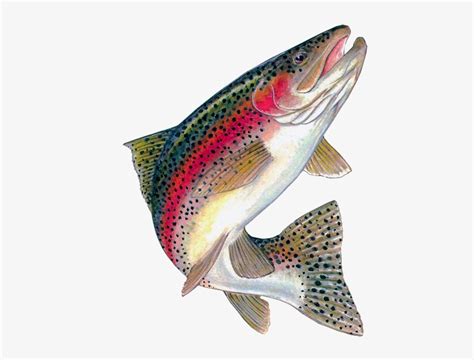 Free Rainbow Trout Clipart, Download Free Rainbow Trout Clipart png images, Free ClipArts on ...