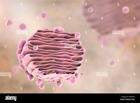 Golgi Apparatus High Resolution Stock Photography and Images - Alamy