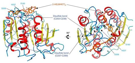 PETase - Molecule of the Month - December 2020 (HTML version)