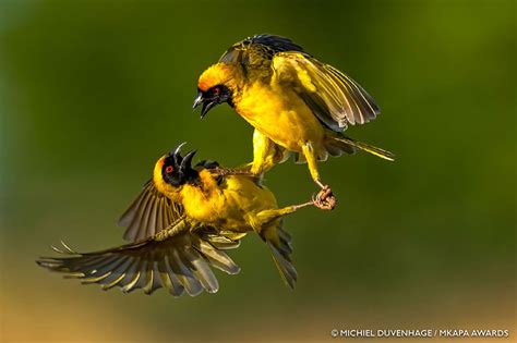 30 Winning Photos Of African Wildlife Photography Awards 2022 ...