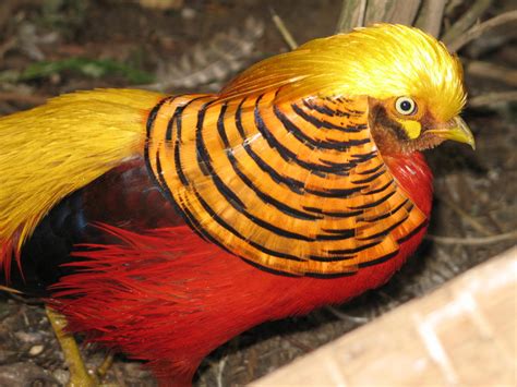 Golden Pheasant | Beautiful Bird Basic Facts & Pictures | Beauty Of Bird