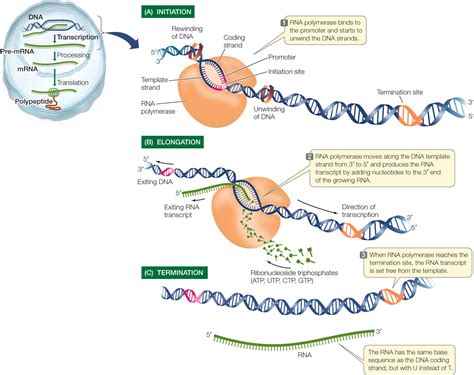 Genetic Transcription - Creating mRNA