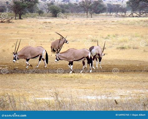 Antelope stock image. Image of nimposing, horns, desert - 64992765