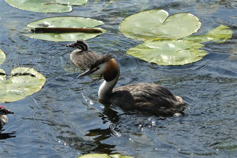 Grebe Birds Lake Young Great - Free photo on Pixabay - Pixabay